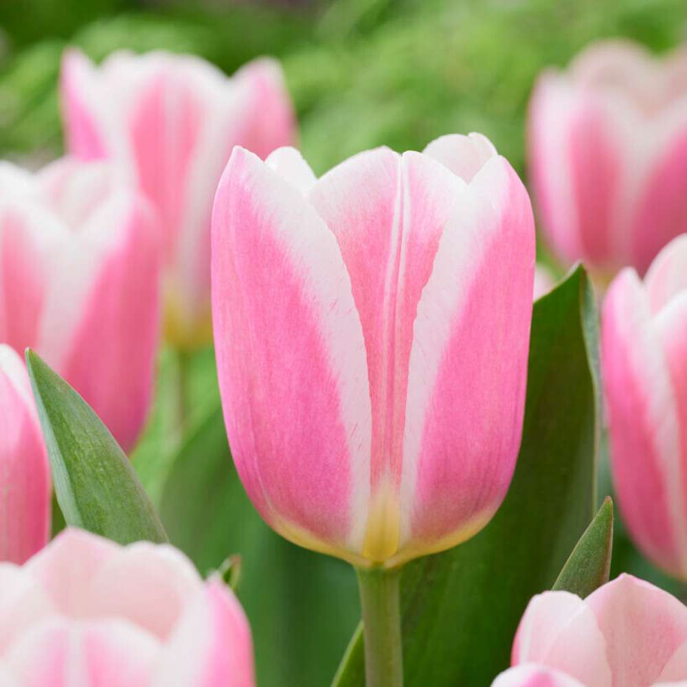 Tulipan 'Mandy's Choice'